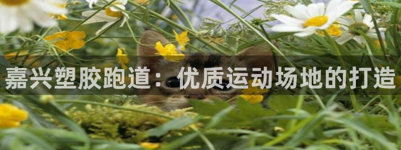 红足一1世手机皇冠:嘉兴塑胶跑道:优质运动场地的打造